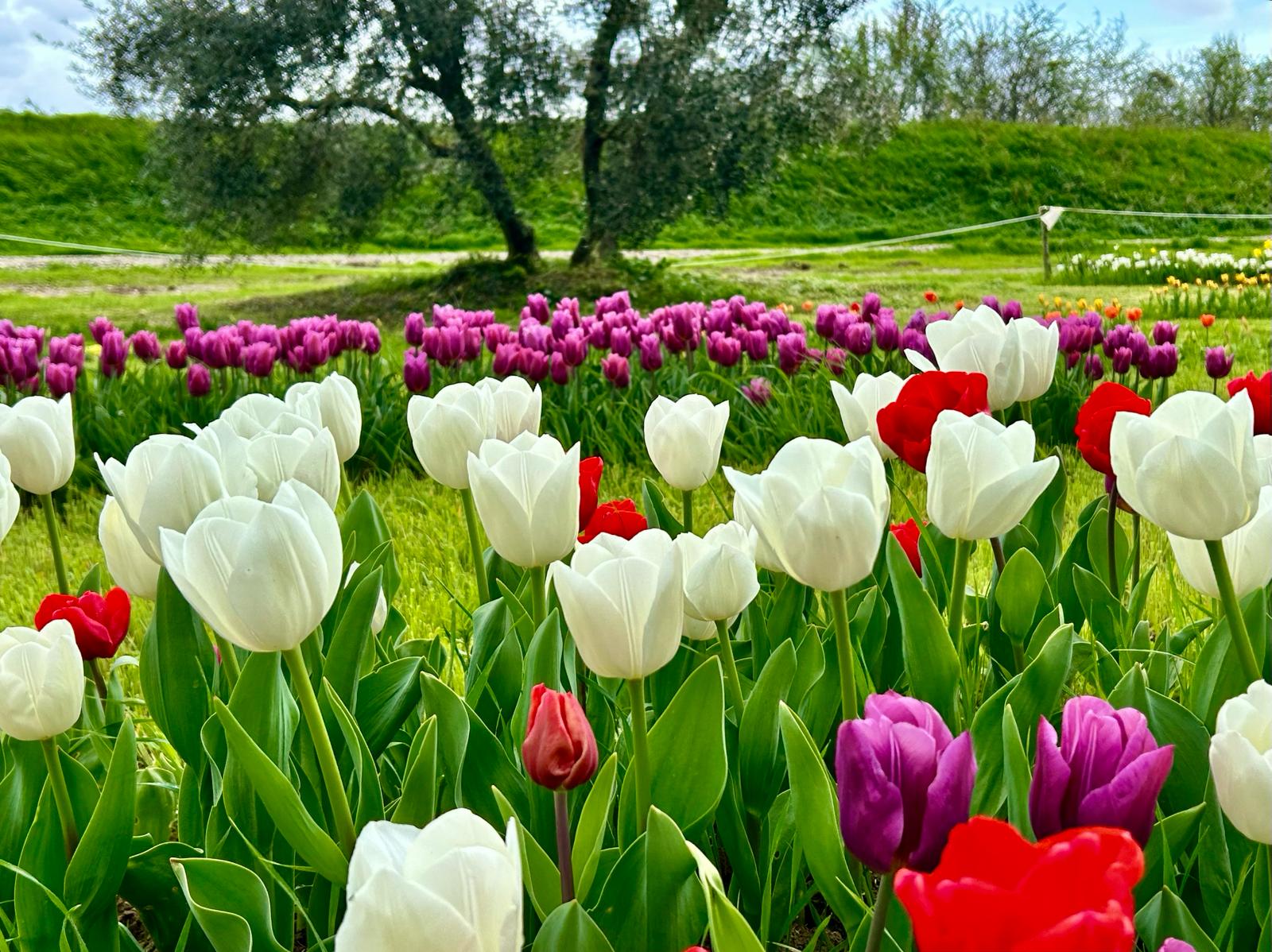 Inaugurato il campo dei tulipani