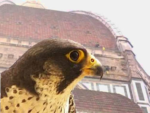 Falco pellegrino sullo sfondo della Cupola di Santa Maria del Fiore