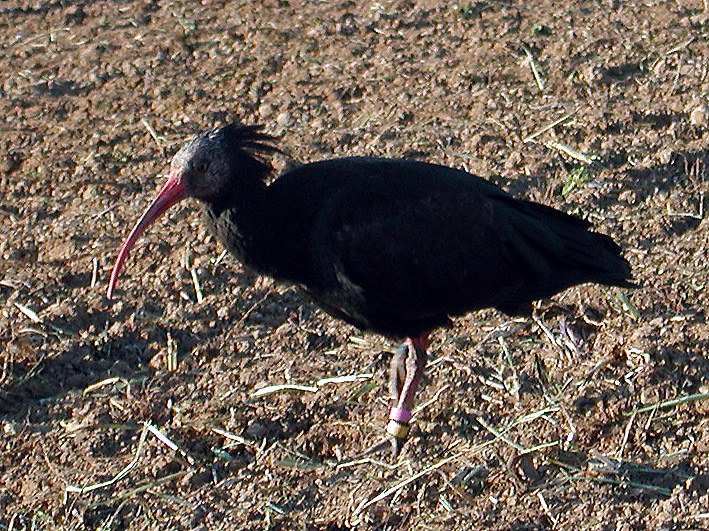 Uno degli Ibis eremita del Padule di Fucecchio