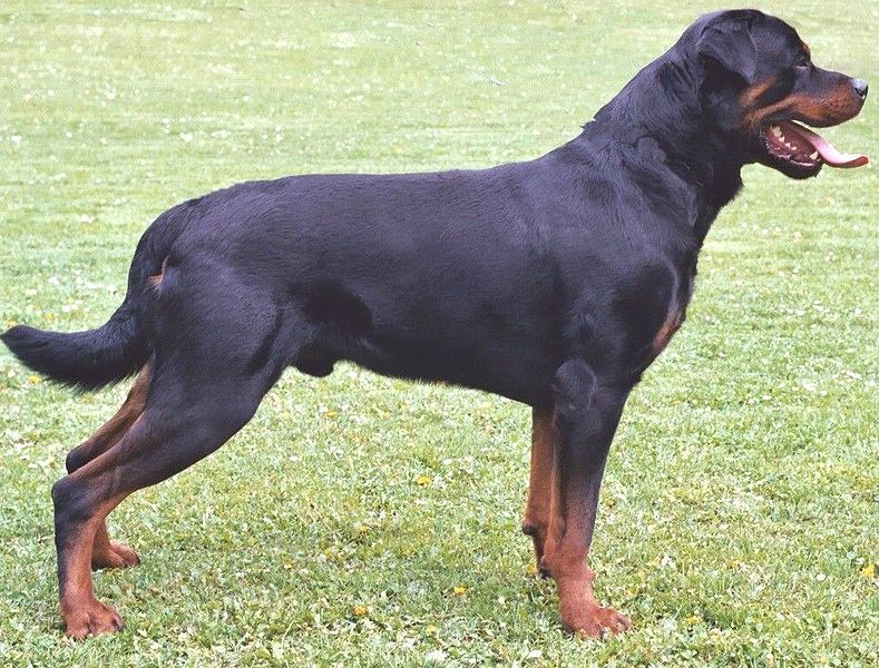 Un esemplare di rottweiler (foto da Wikimedia Commons)