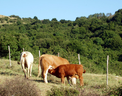 Allevamento sui monti della Calvana