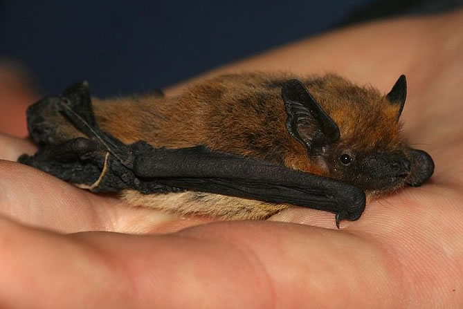 Pipistrello