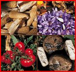 Prodotti agricoli toscani
