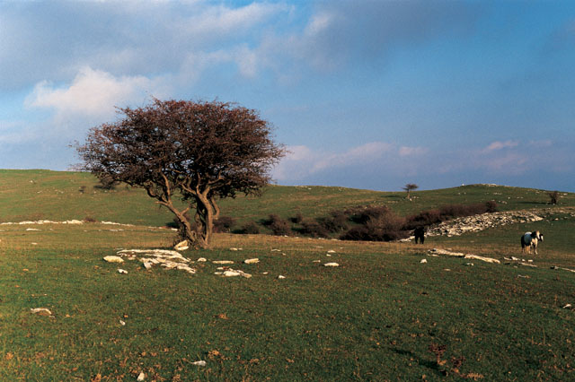 Calvana