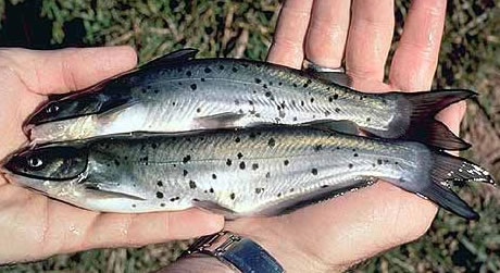 Pesce gatto punteggiato - Fonte Provincia di Arezzo