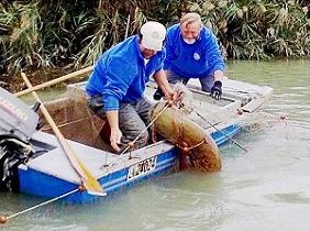 Cattura di un pesce siluro