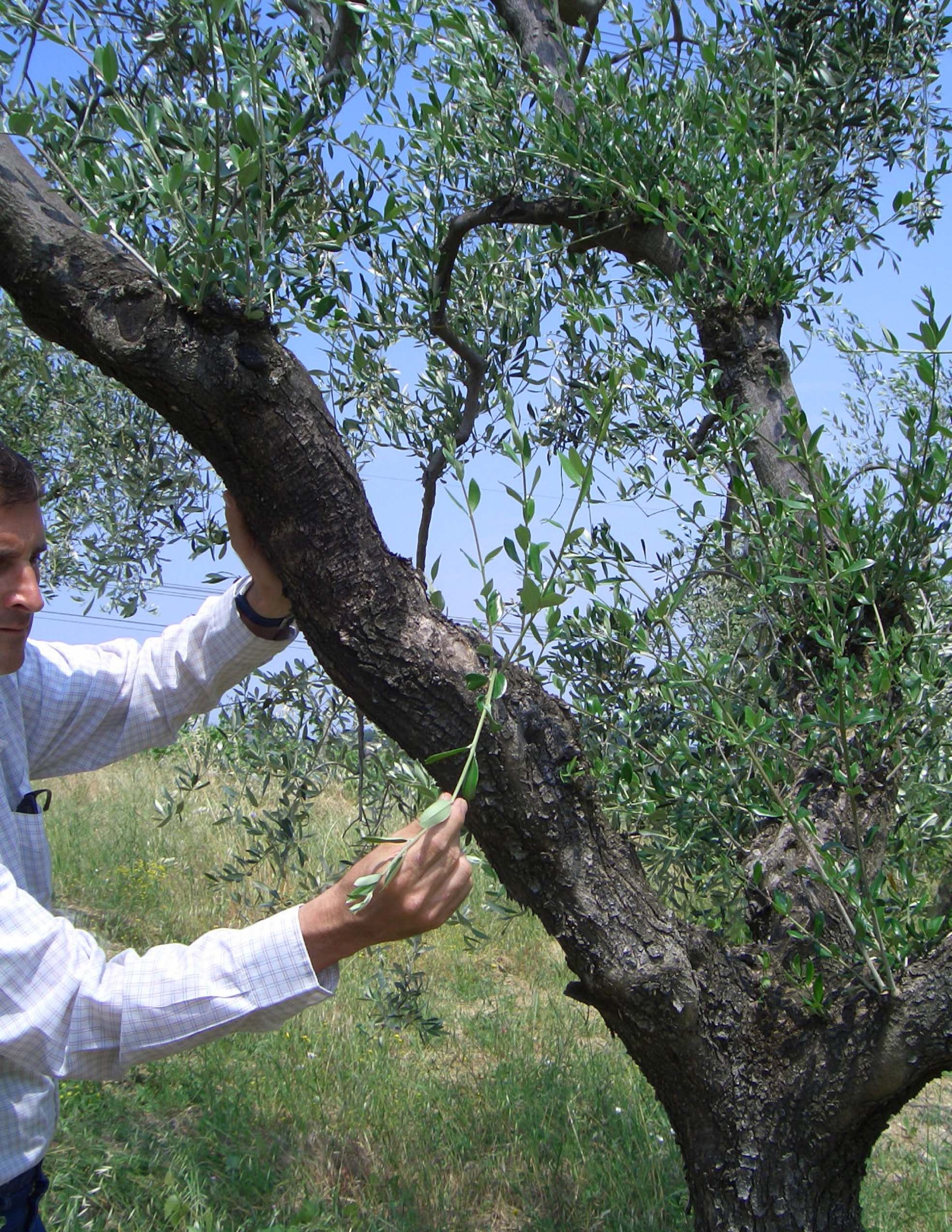 Lezione di potatura dell'olivo