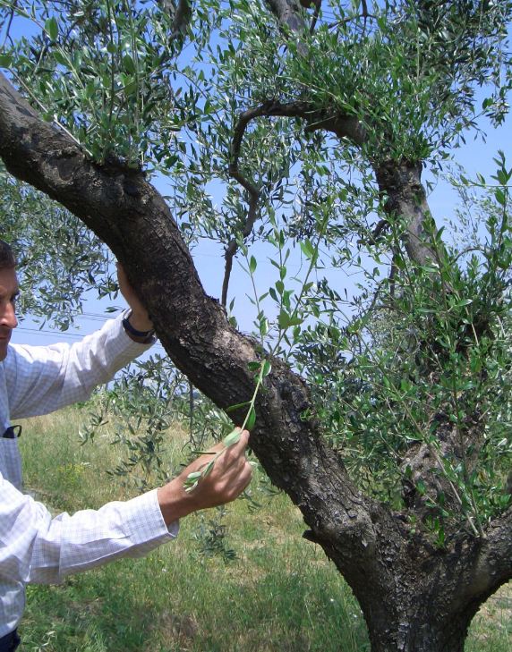 Lezione di potatura dell'olivo