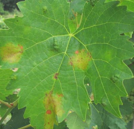 Foglia di vite attaccata dalla peronospera (immagine dal sito di Arsia)