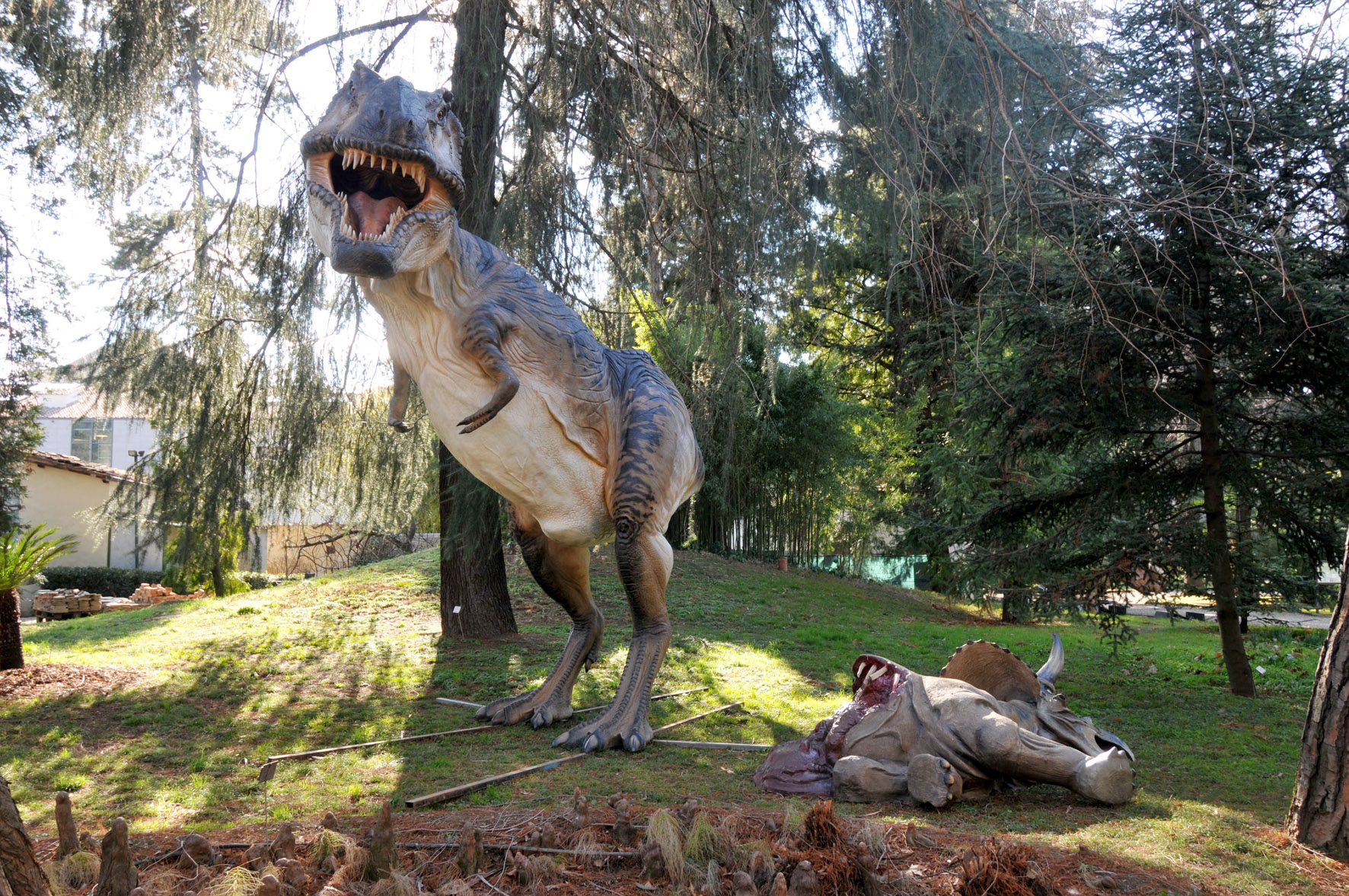 Tyrannosaurus Rex al Museo di storia naturale dell'Universita' di Firenze