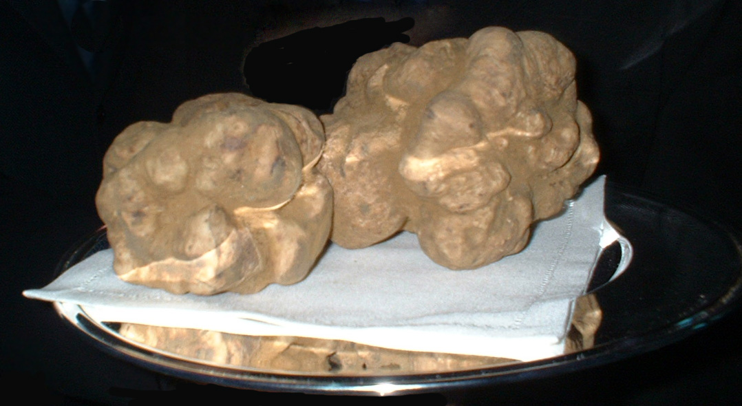 Tartufo bianco