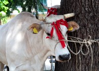 Fiera degli animali