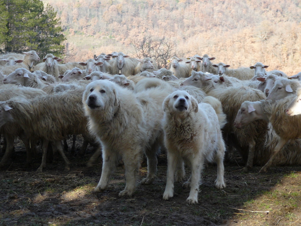 Pastori maremmani a difesa di un gregge (foto di Duccio Berzi)