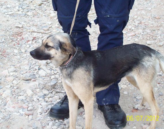Uno dei cani sequestrati a Rignano