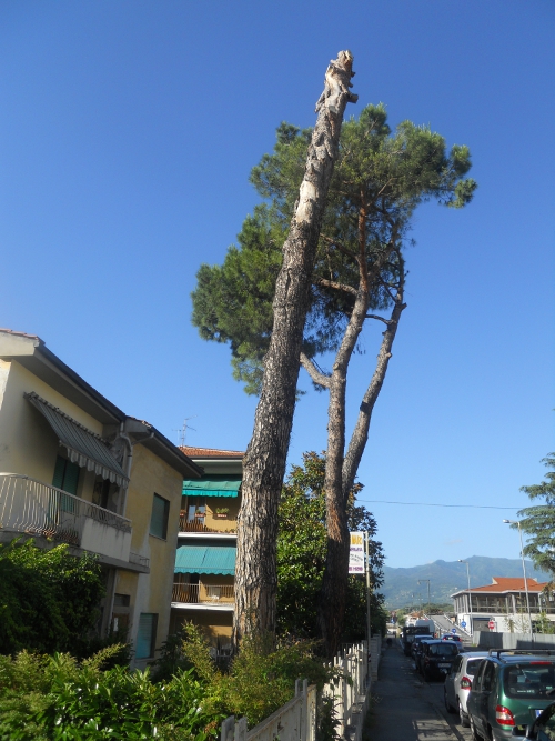 Un'immagine dei pini in via Garibaldi a Figline