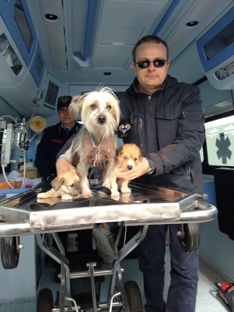 La cagna abbandonata alle Cascine con i suoi cuccioli nell'ambulanza dell'Enpa