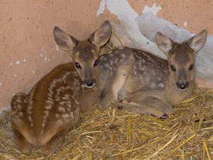 Piccoli di daino