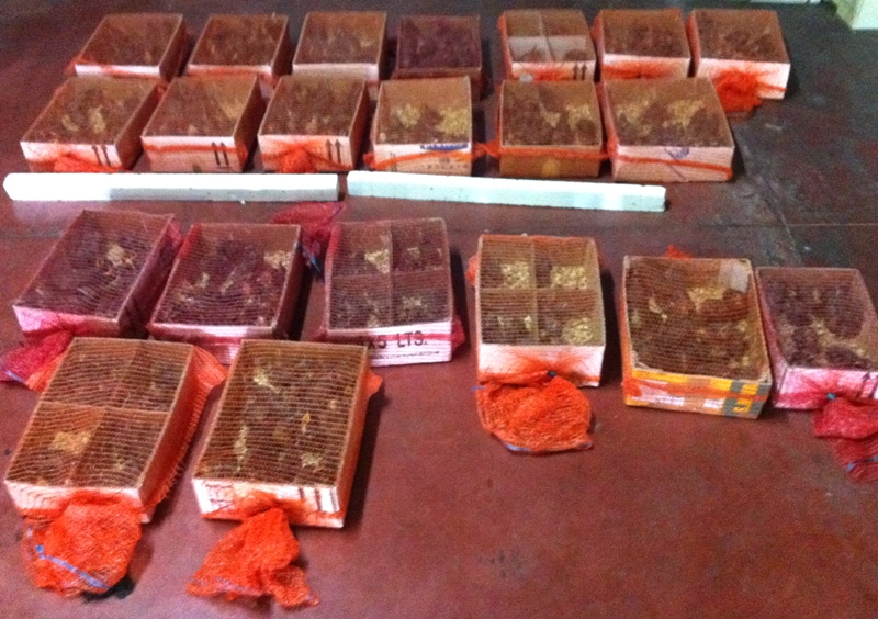 Gli uccellini al momento del sequestro