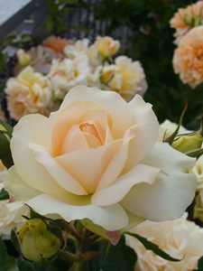 Rosa Sanssouci (Foto di Claudia Nielsen) 