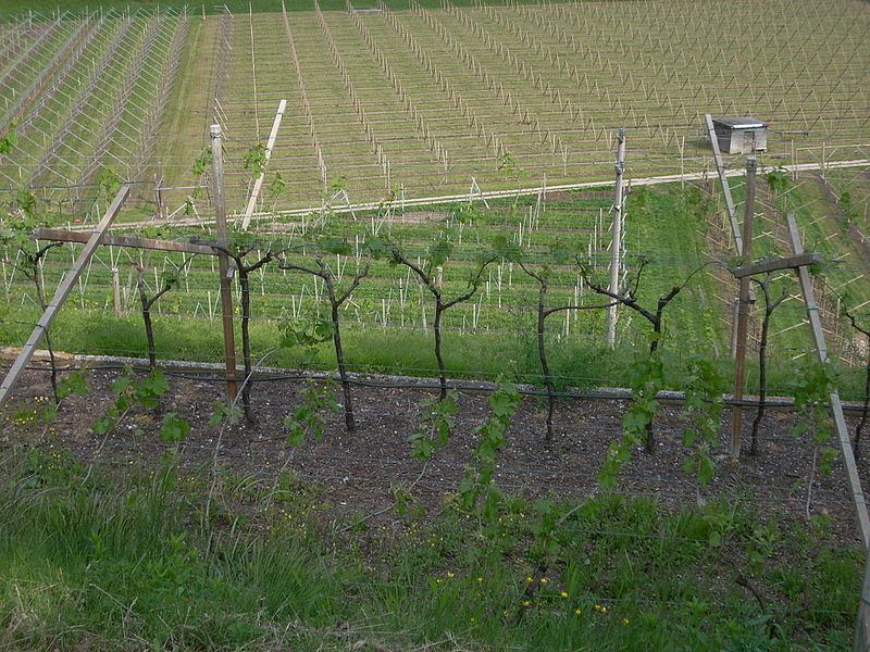 Vini Chianti e Chianti classico