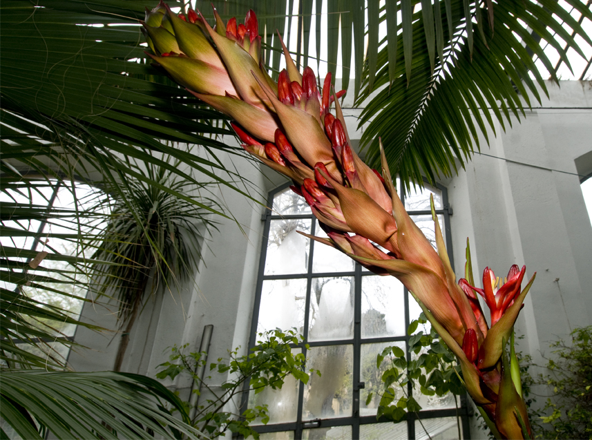 Museo di Storia Naturale Doryanthes palmeri fioritura 2014: Particolare dell'infiorescenza di Doryanthes palmeri, nella serra fredda dell'Orto botanico
