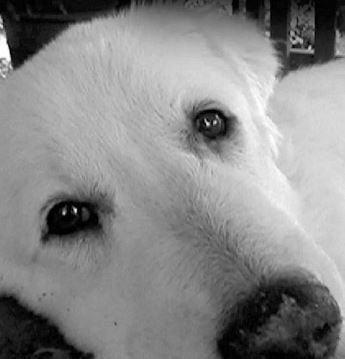 Un cane avvelenato