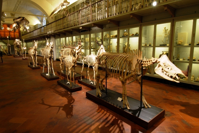 Museo storia naturale salone scheletri