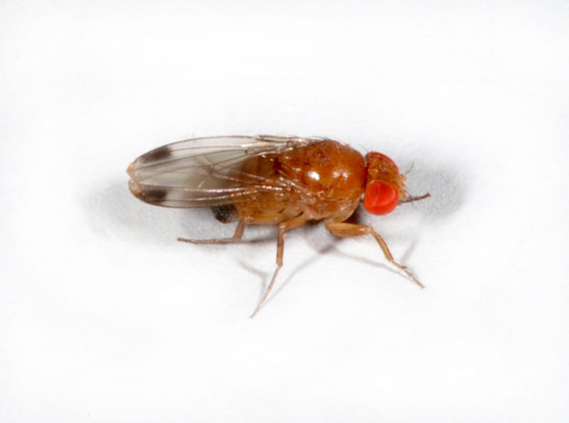 Drosophila suzukii - Wikimedia