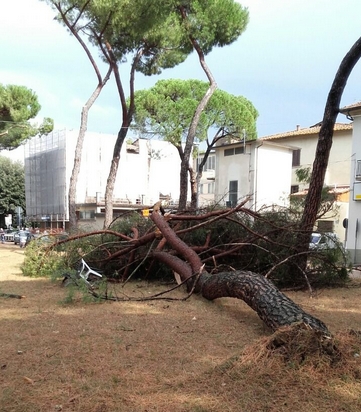 Pino caduto a Empoli