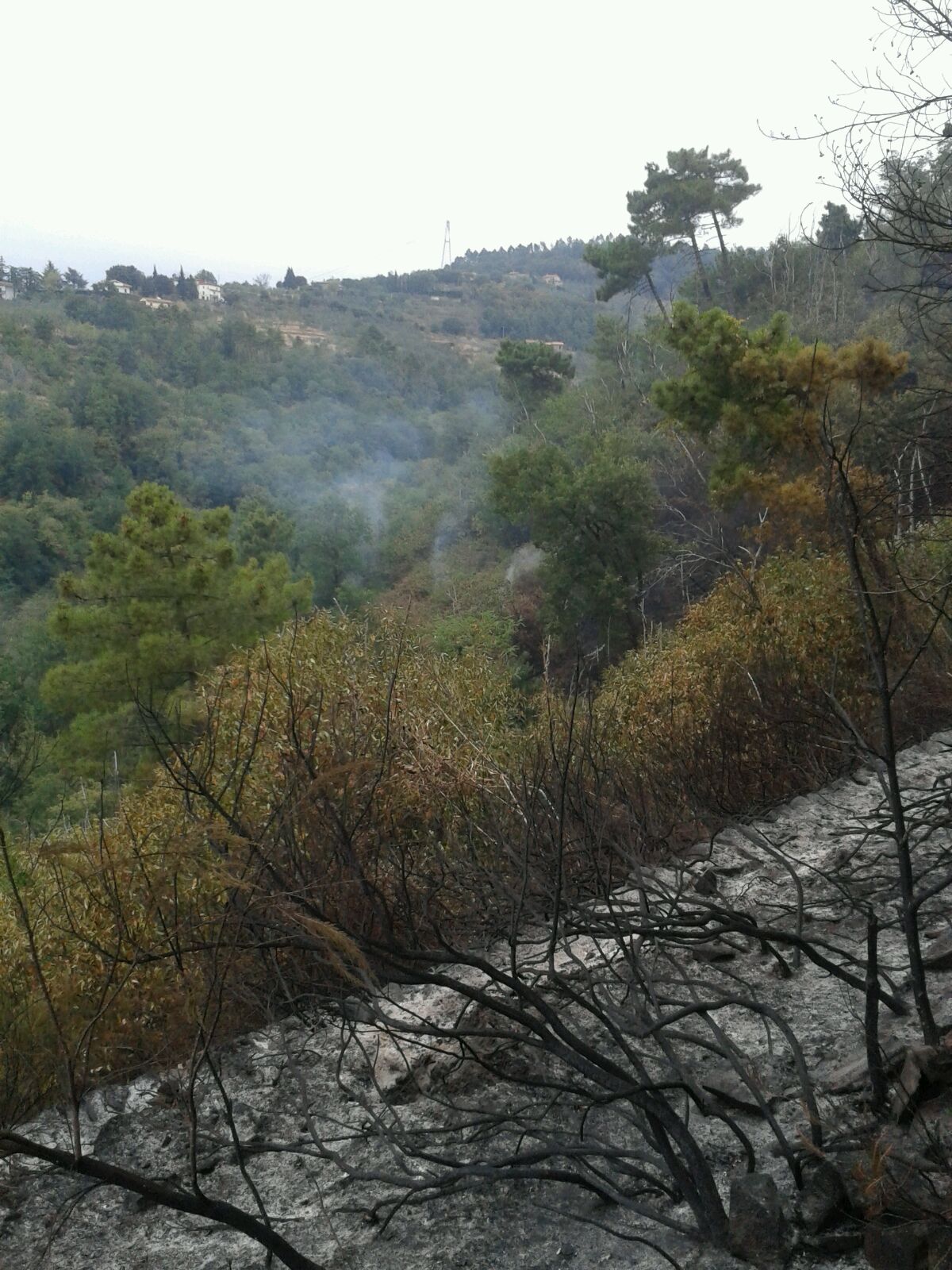 Effetti dell'incendio sul Montalbano
