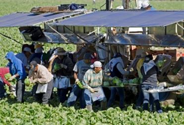 Lavoratori stagionali nei campi in una immagine dal sito del Ministero del Lavoro e delle Politiche sociali