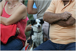 Festa degli amici del cane (foto Antonello Serino redazione Met)