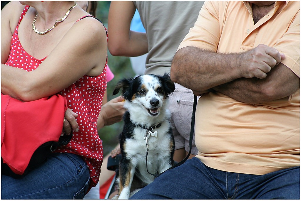 Festa degli amici del cane (foto Antonello Serino redazione Met)