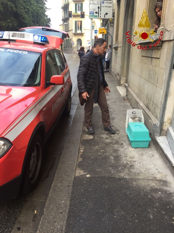 Vigili del Fuoco in azione a Firenze per un incendio di un negozio (tratti in salvo due felini) 