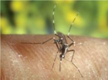 Caso Dengue a Pistoia - Disinfestazione zanzare 