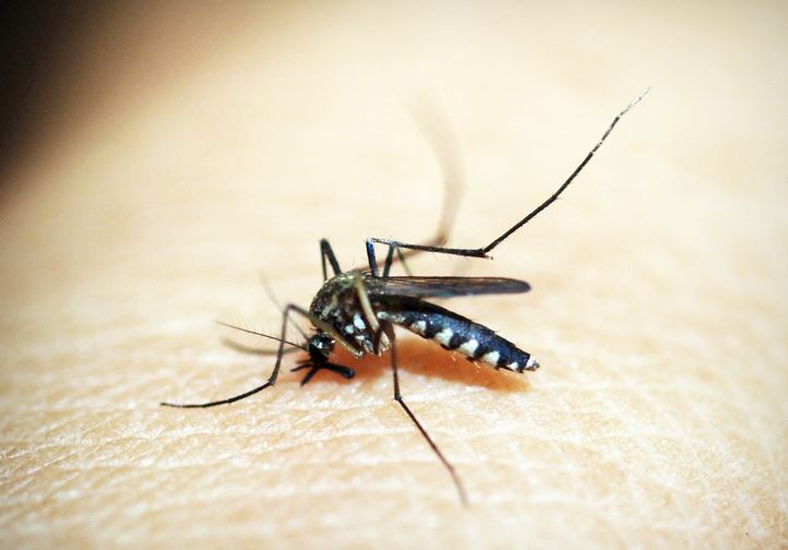 Lotta biologica contro le zanzare