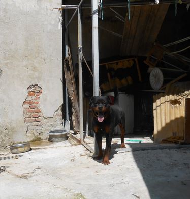 Rottweiler sequestrato dall'ENPA a Prato
