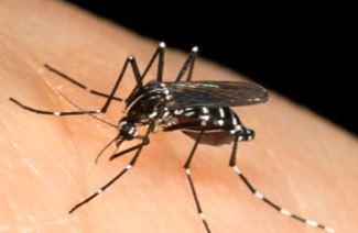 Al via il programma di lotta alle zanzare con metodi sempre più ecosostenibili