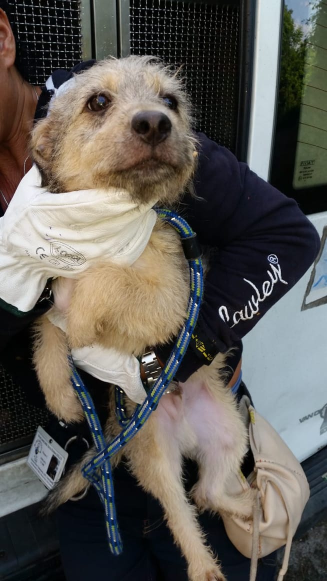 Capannuccia: la Polizia Municipale salva 8 piccoli cani abbandonati