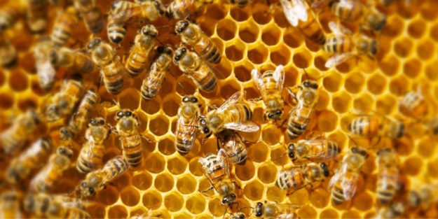 Presente e futuro dell'apicoltura