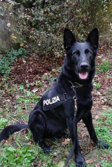 Il cane poliziotto Okar