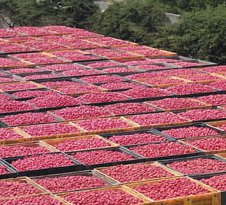 Pomodori in Val di Cornia