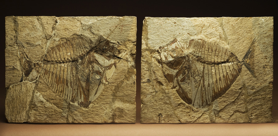 un reperto fossile della sezione di Paleontologia esposto nella mostra (foto da comunicato)