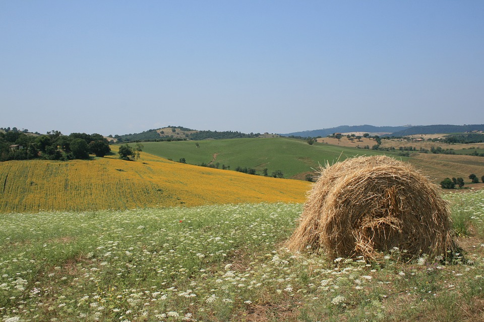 Maremma, campo di grano (foto da comunicato)