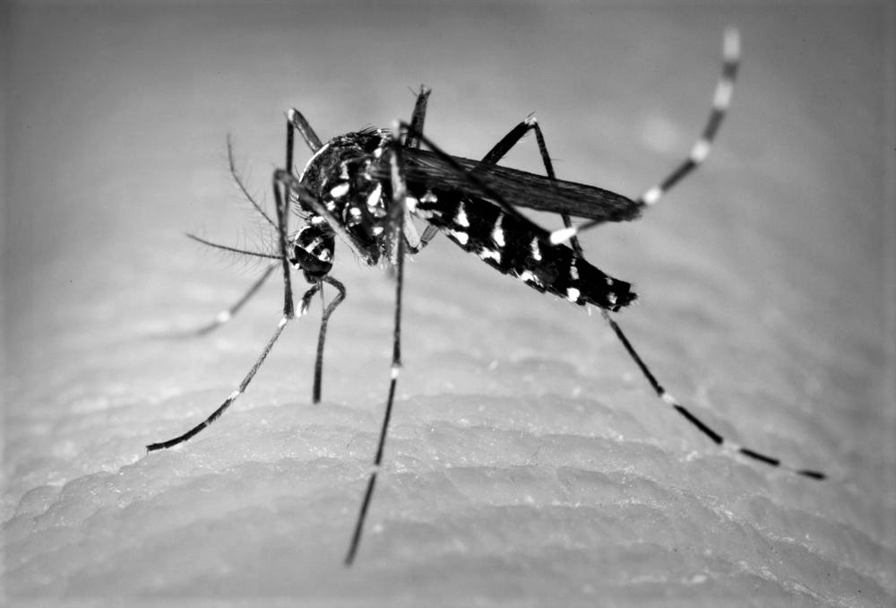 Zanzara tigre: proseguono i trattamenti antilarvali 