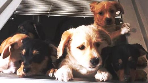 Cani alla nuova struttura fiorentina di igiene urbana veterinaria