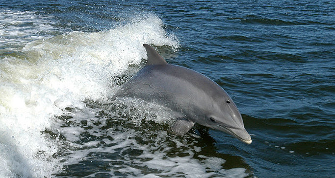 Delfini spiaggiati, confermato CeMv (foto da comunicato)