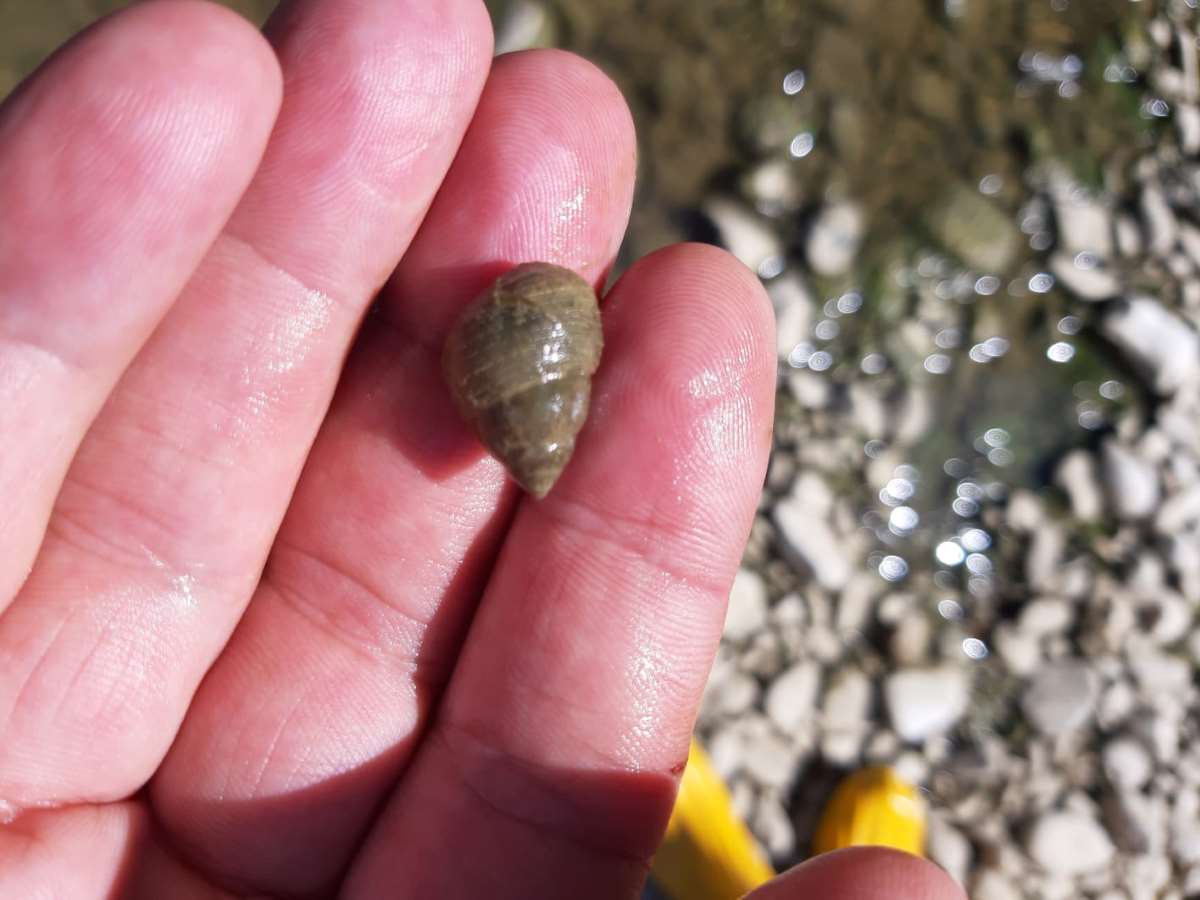 Un mollusco asiatico nei nostri corsi d’acqua 