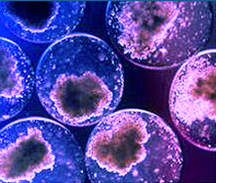 cellule-staminali (FontefotoRegioneToscana) 