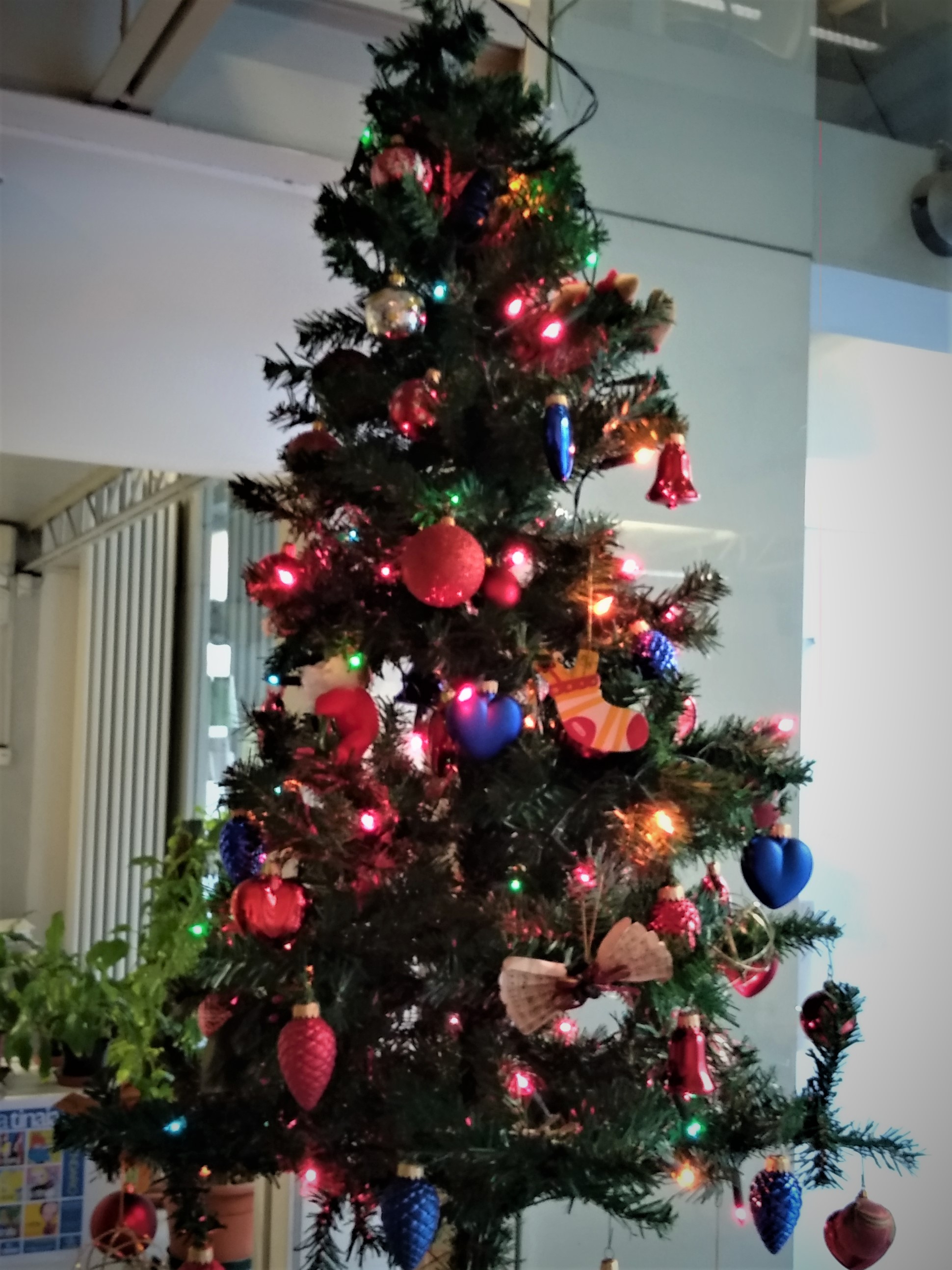 Nuova vita per gli alberi di Natale (foto Antonello Serino)